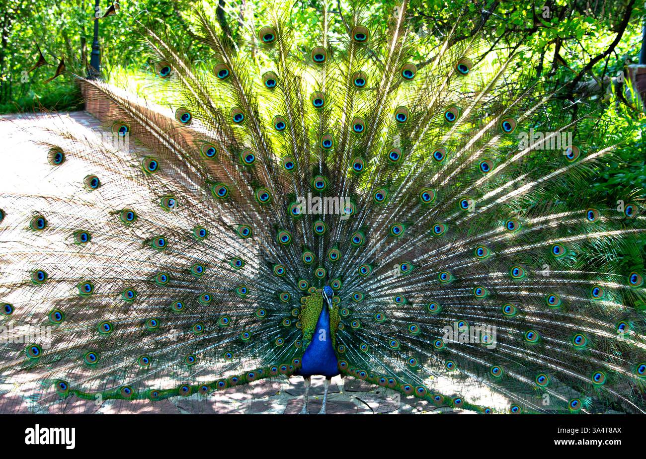 Les photos montrent un paon dont la queue est entièrement déployée. Son plumage présente des tons bleus et verts éclatants, avec les motifs caractéristiques des yeux Banque D'Images