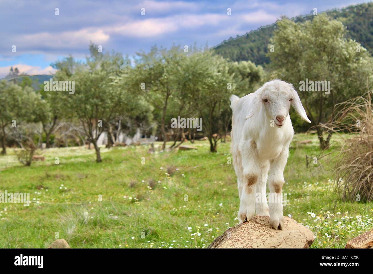 Jeune chèvre blanche debout sur un rocher dans une prairie verte luxuriante avec des oliviers en arrière-plan. Scène de campagne rurale avec animal de ferme dans la nature. Banque D'Images
