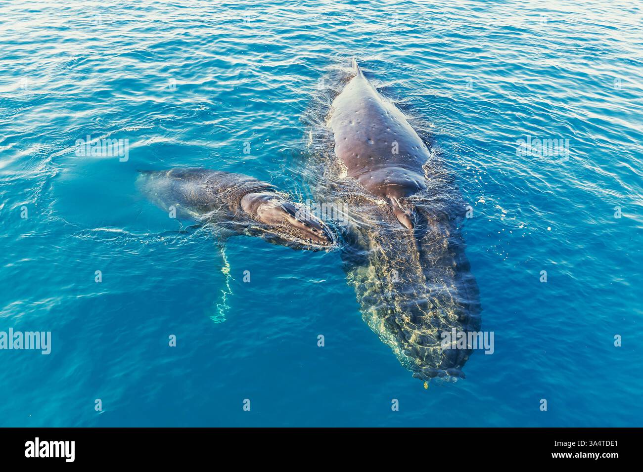 Surfaçage de baleines à bosse mère et veau, Hervey Bay, Queensland, Australie Banque D'Images