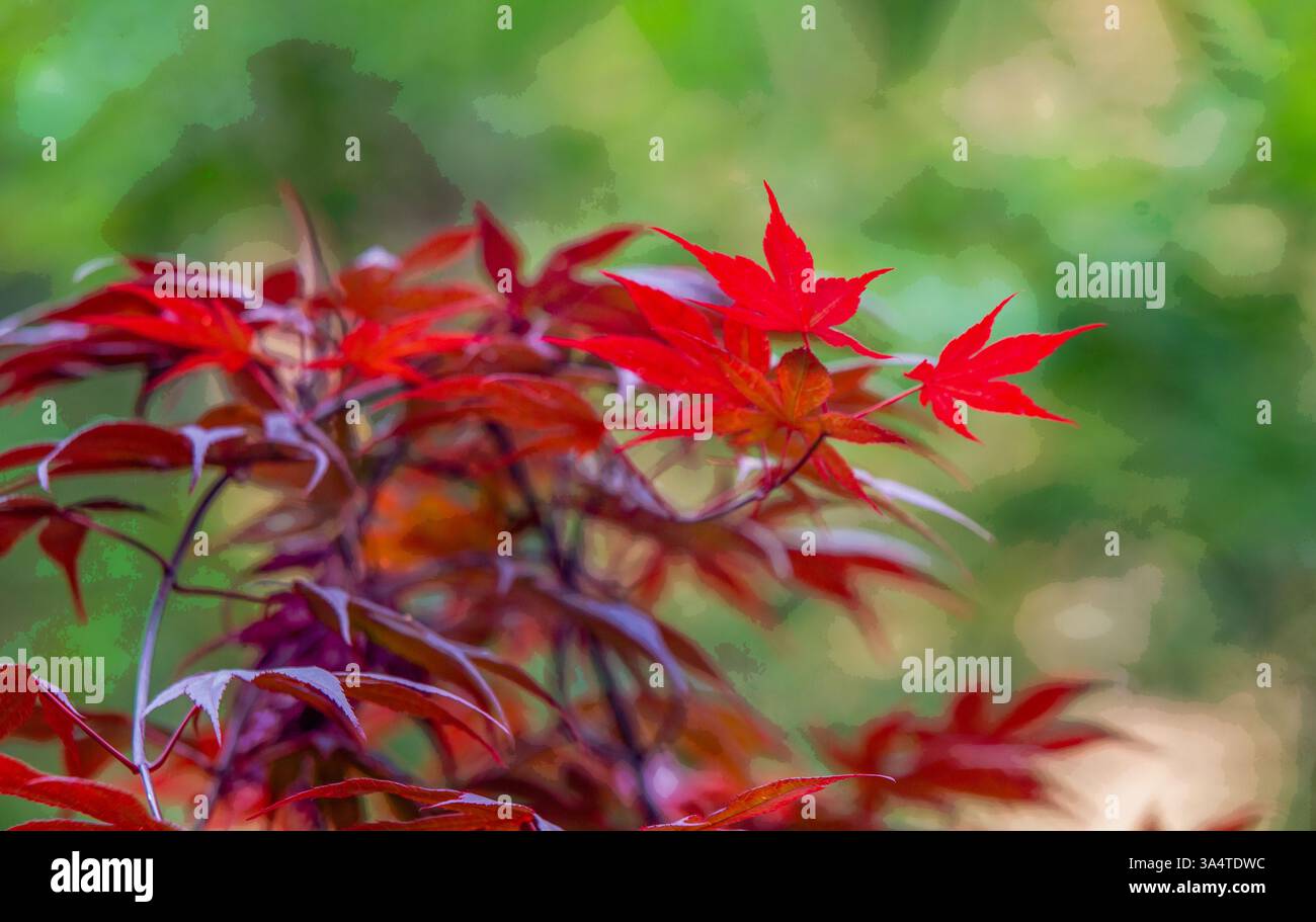 Feuilles rouges dans la nature (thème de la nature) variété d'érable - érable japonais dans le jardin japonais dans la région de Berlin Banque D'Images