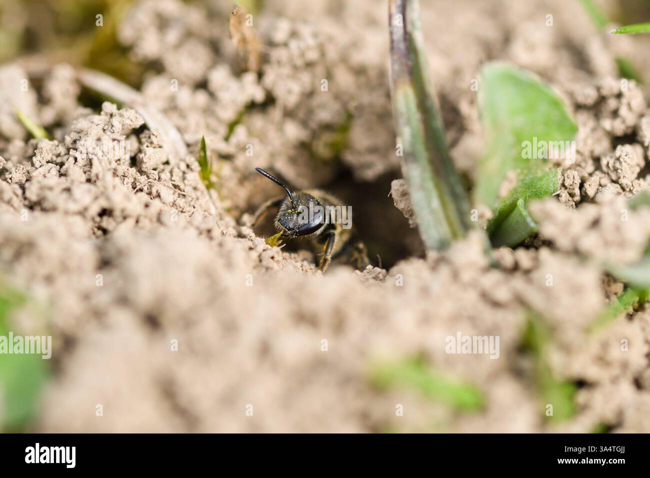 Gros plan d'une abeille solitaire émergeant de son nid souterrain. Banque D'Images