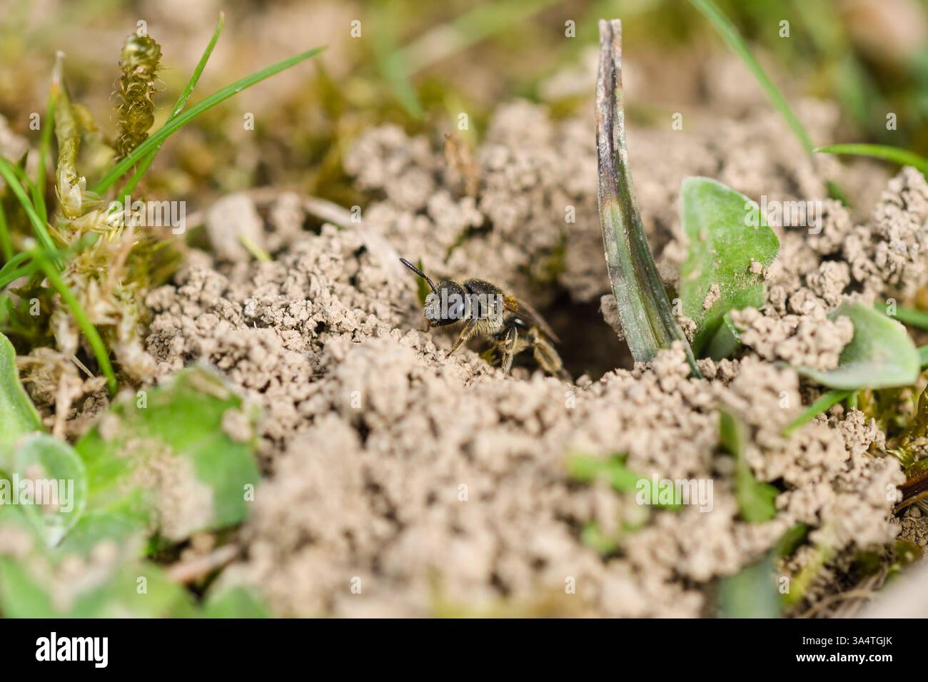 Gros plan d'une abeille solitaire émergeant de son nid souterrain. Banque D'Images