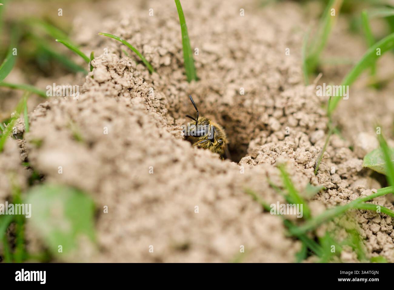 Gros plan d'une abeille solitaire émergeant de son nid souterrain. Banque D'Images