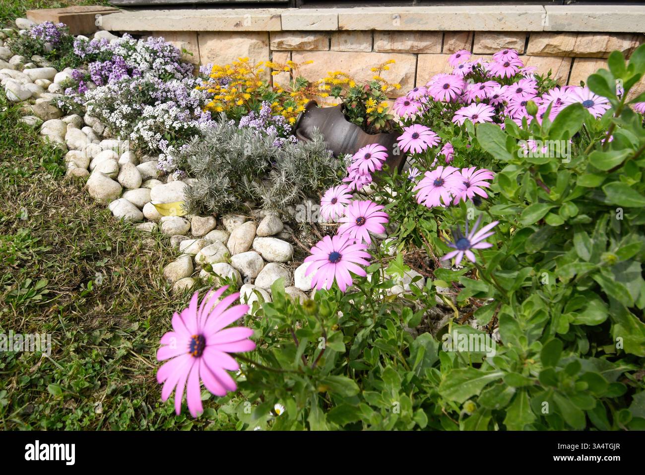 Détail d'un jardin avec des marguerites du Cap en fleurs Banque D'Images