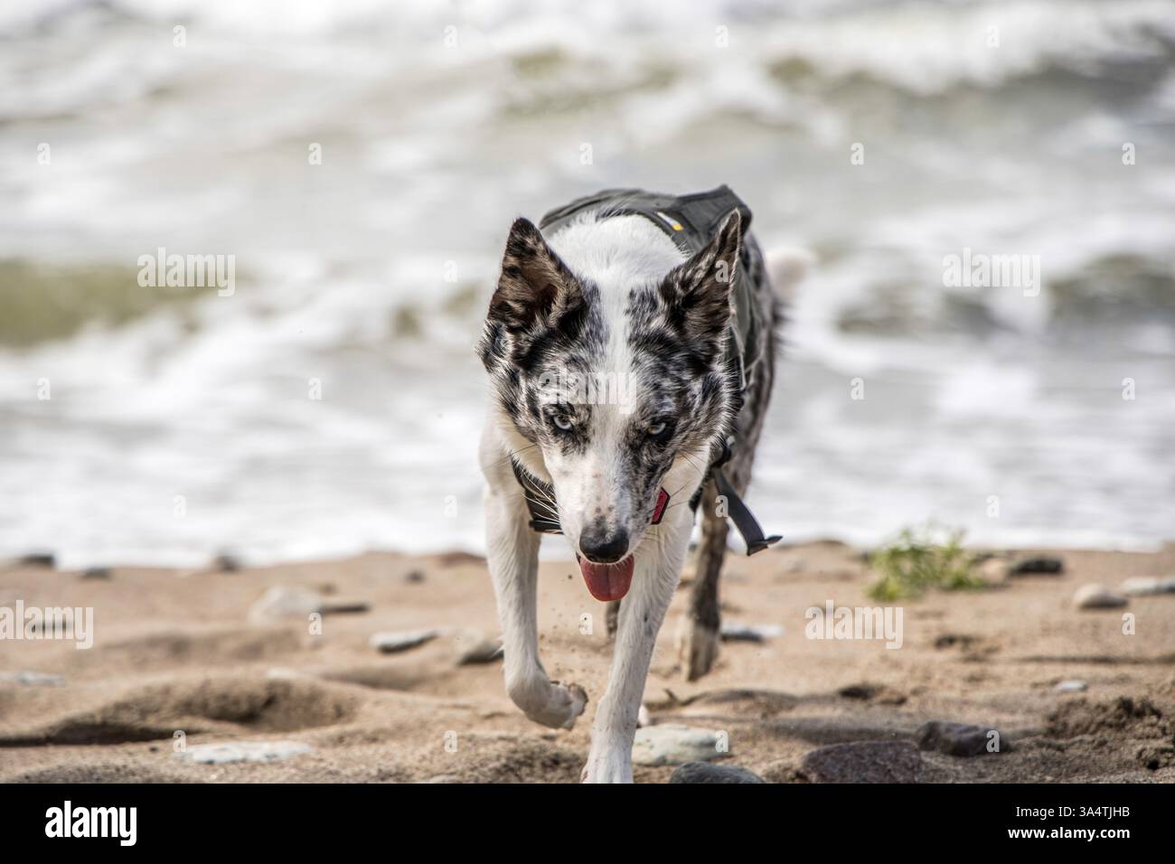 Un beau Blue Merle, Border Collie s'amuser sur une plage. Banque D'Images