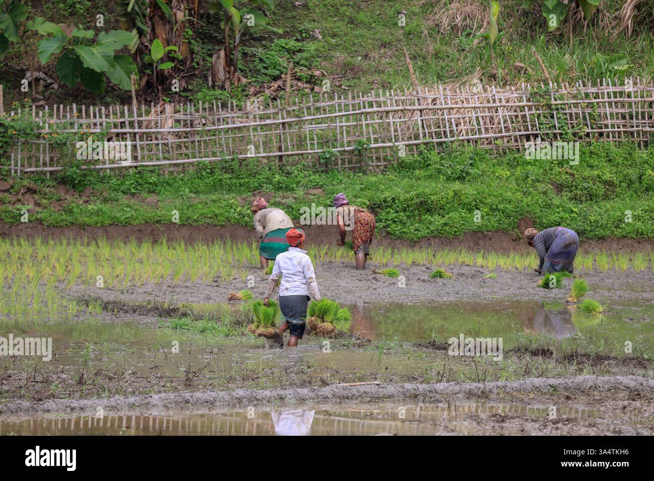 Groupe d'agricultrices du village bangladais travaillant dans une rizière. Cette photo a été prise à Chittagong, Bangladesh. Banque D'Images