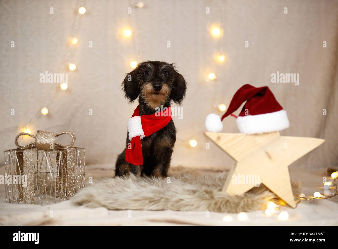 Teckel à poil dur décoré de noël Banque D'Images