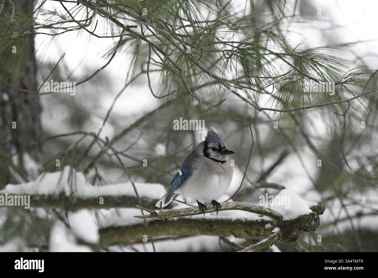 Blue Jay perché dans un pin après la tempête de neige profil Banque D'Images