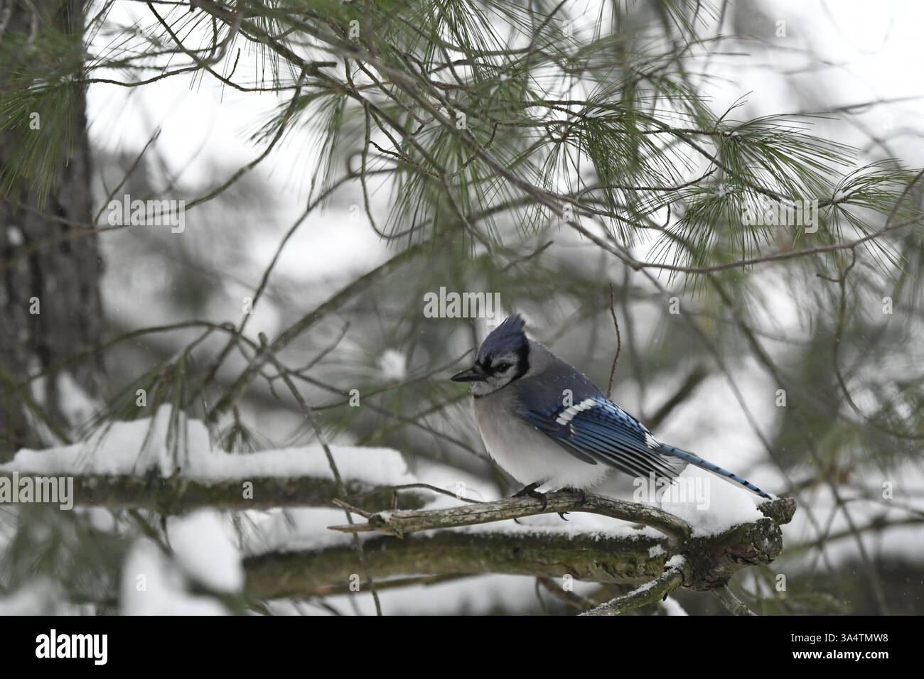 Blue Jay perché dans un pin après la tempête de neige profil Banque D'Images