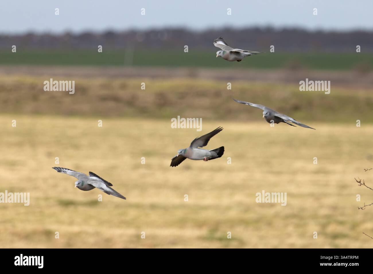 Troupeau de colombes (Columba oenas) volant dans le Kent le 2025 février Banque D'Images