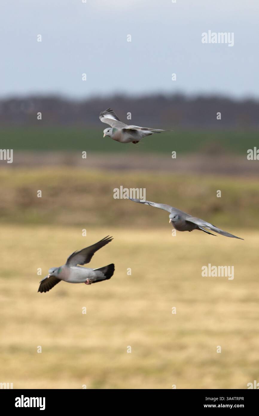Troupeau de colombes (Columba oenas) volant dans le Kent le 2025 février Banque D'Images