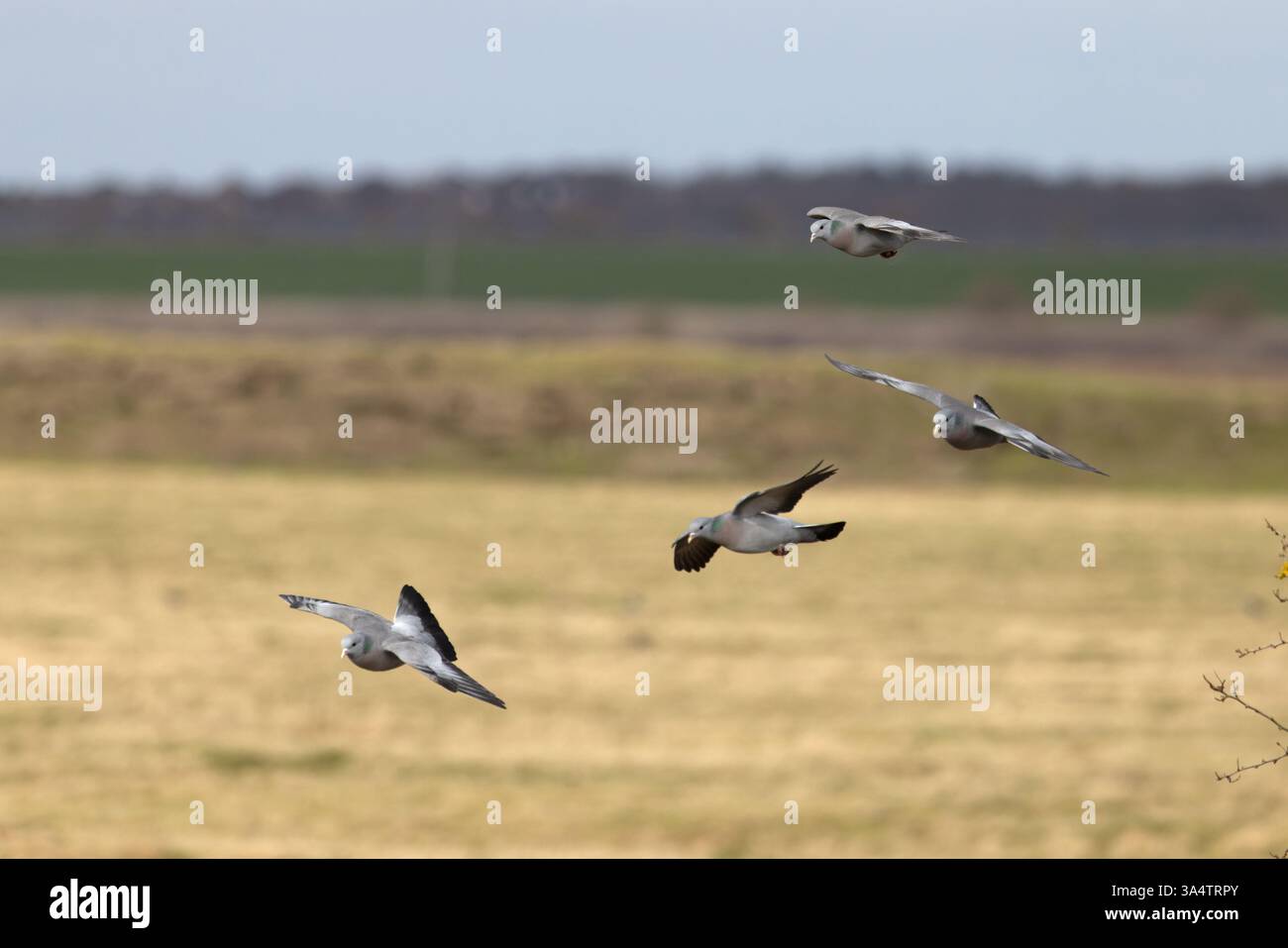 Troupeau de colombes (Columba oenas) volant dans le Kent le 2025 février Banque D'Images