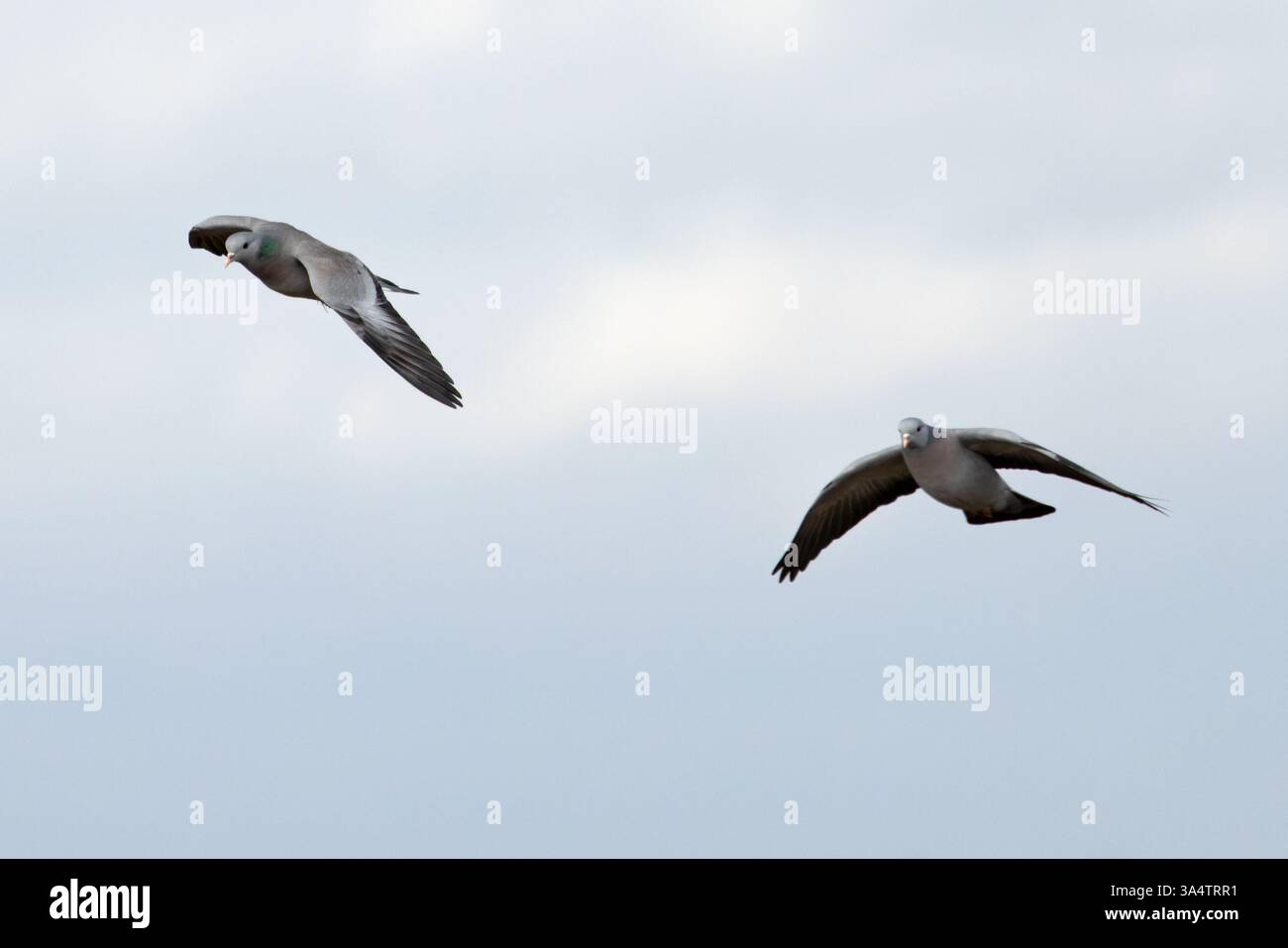 Troupeau de colombes (Columba oenas) volant dans le Kent le 2025 février Banque D'Images