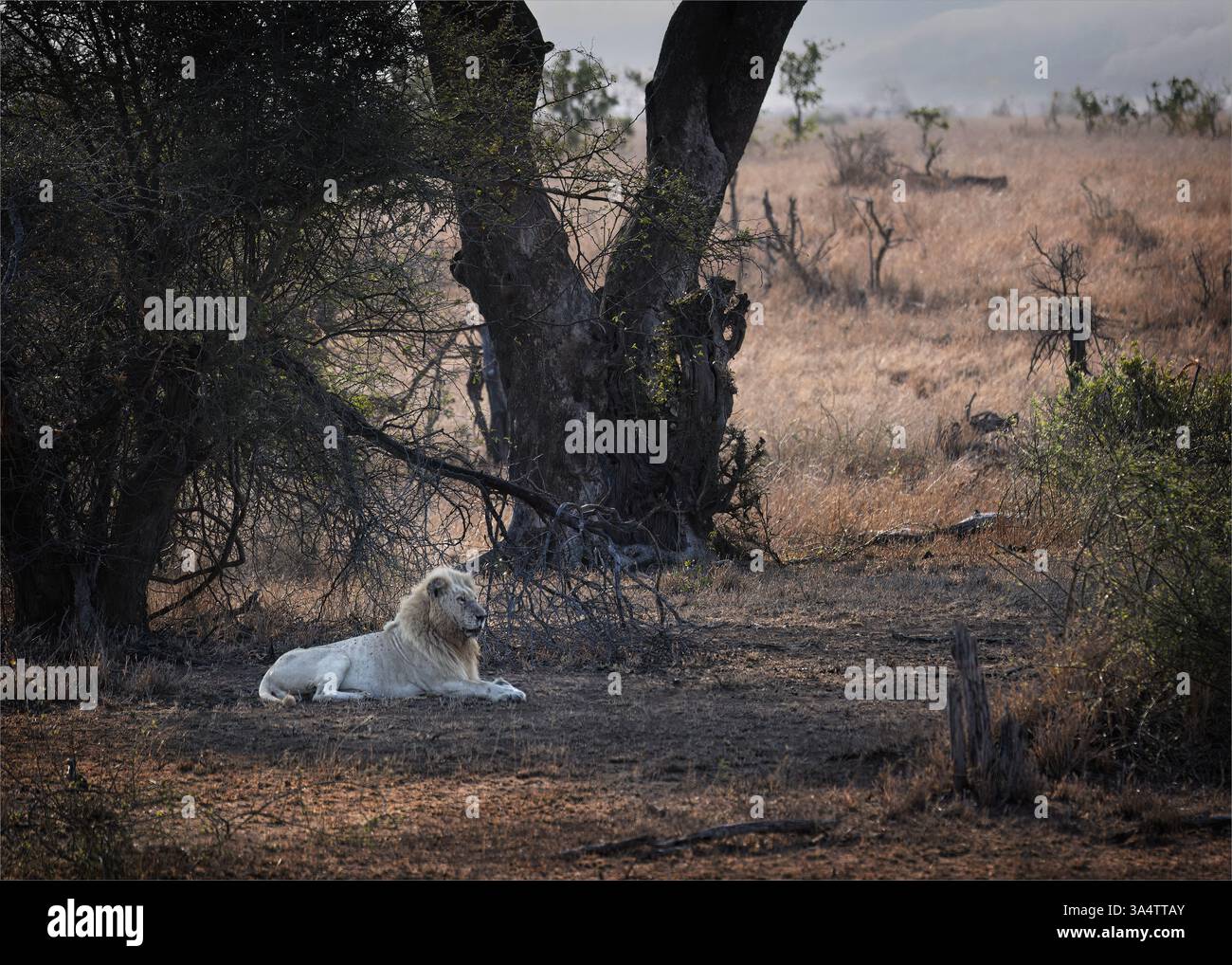 Casper, le lion blanc (Panthera leo) reposant à l'ombre sous les arbres dans le parc national du Kruger, Mpumalanga, Afrique du Sud. Banque D'Images