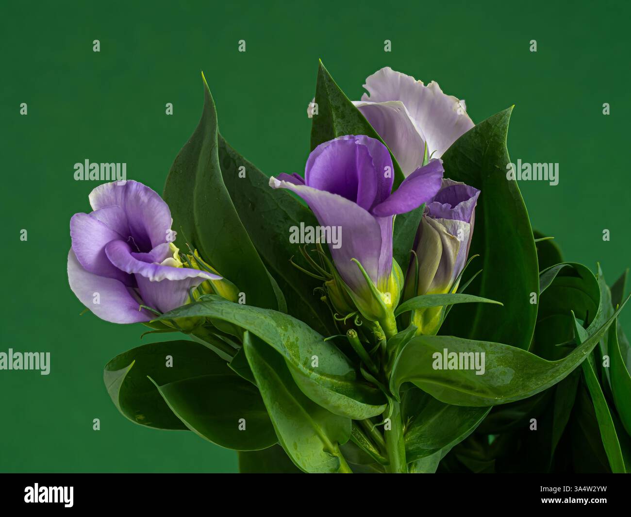 Eustoma russellianum a des feuilles cireuses bleu-vert et des fleurs brillantes en forme de cloche en bleu et blanc, gros plan de fleur sur fond vert. C'est fo Banque D'Images