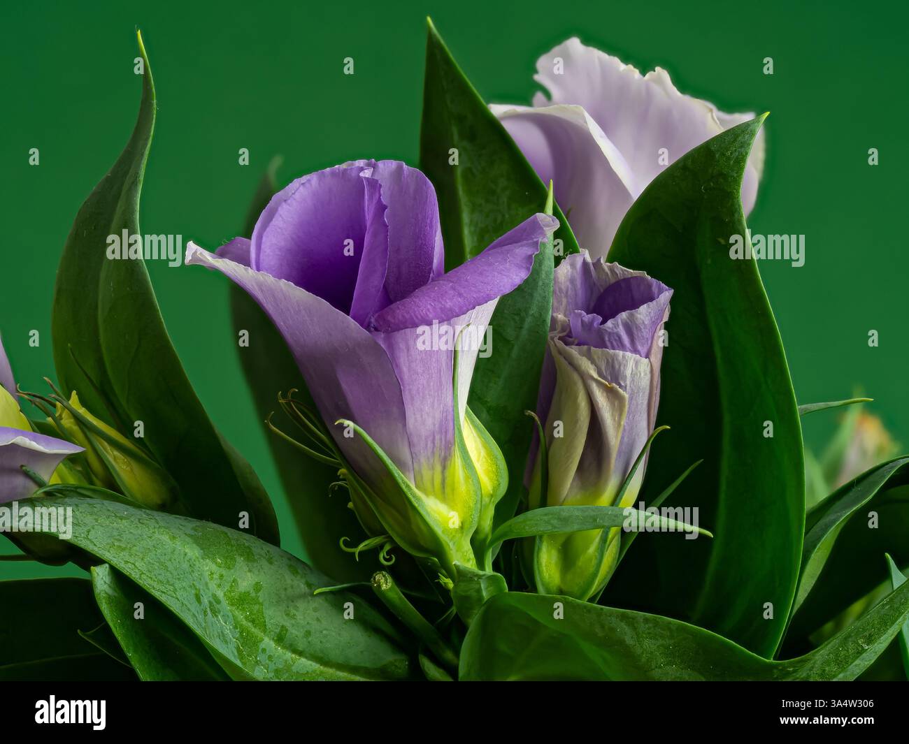 Eustoma russellianum a des feuilles cireuses bleu-vert et des fleurs brillantes en forme de cloche en bleu et blanc, gros plan de fleur sur fond vert. C'est fo Banque D'Images