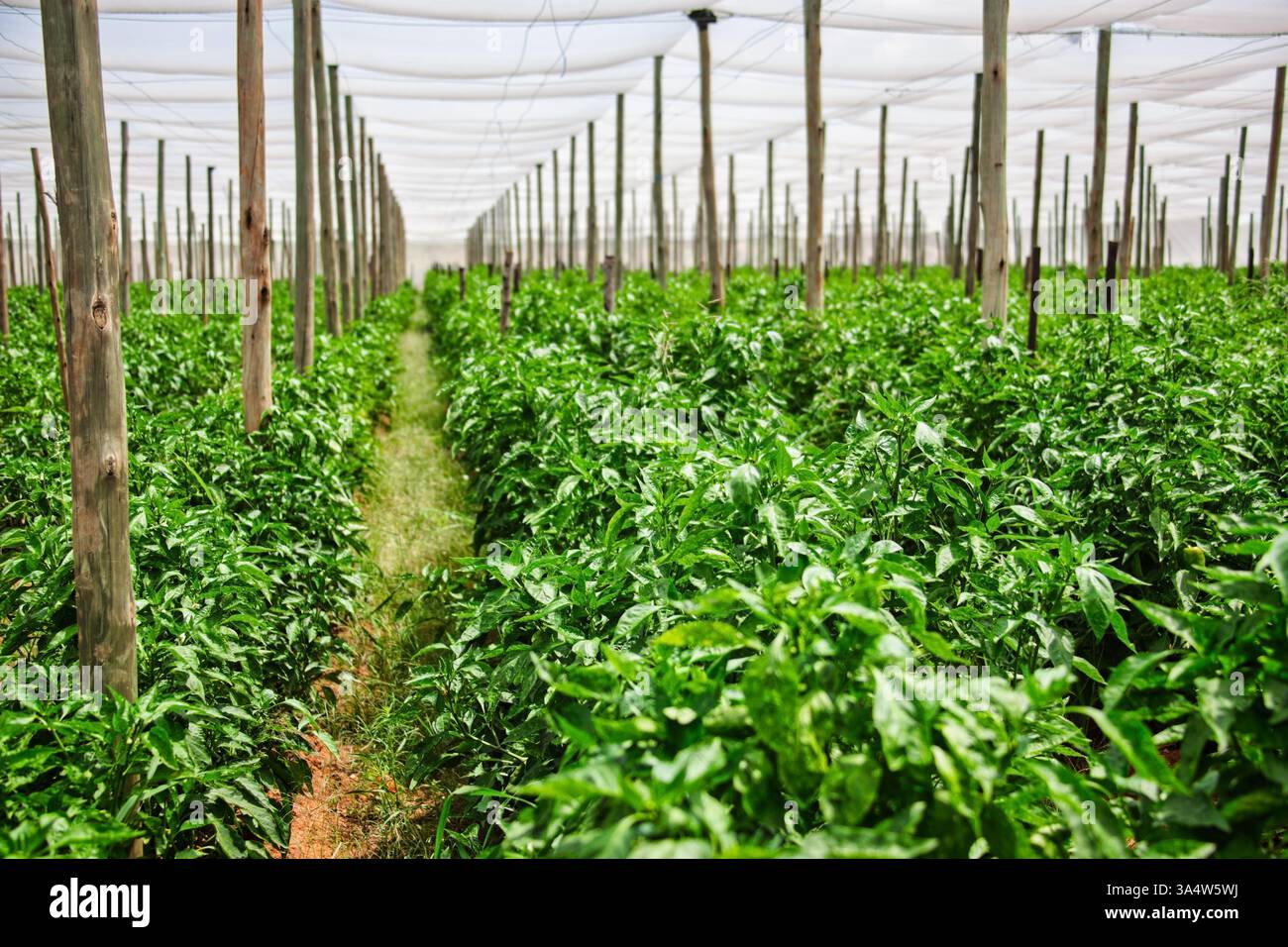 plantes de poivrons verts de serre poussant à l'ombre Banque D'Images