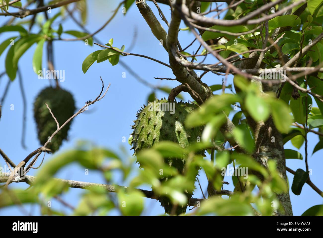 Un fruit de soursop sur un arbre de soursop à Bejucal, Trinidad, Antilles. Annona muricata est le nom scientifique du soursop. Banque D'Images