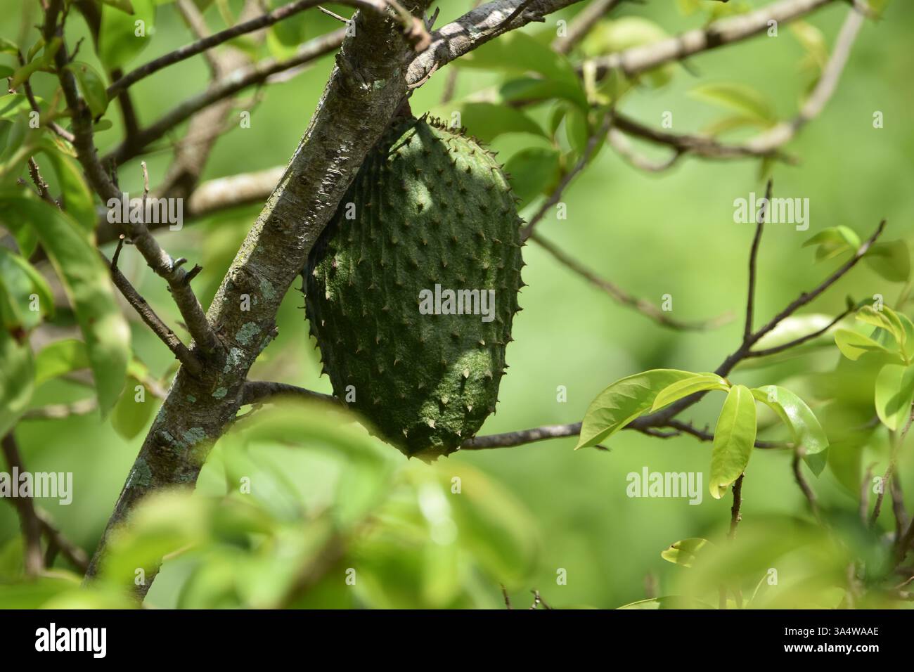 Un fruit de soursop sur un arbre de soursop à Bejucal, Trinidad, Antilles. Annona muricata est le nom scientifique du soursop. Banque D'Images