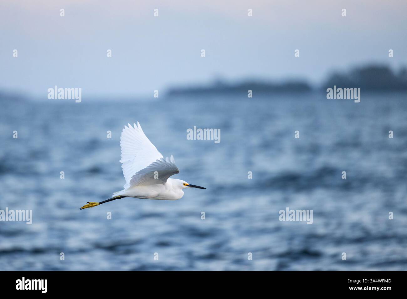 Aigrette enneigée volant à basse altitude au-dessus du golfe du Mexique près de Honeymoon Island State Park, Dunedin, Floride. Banque D'Images