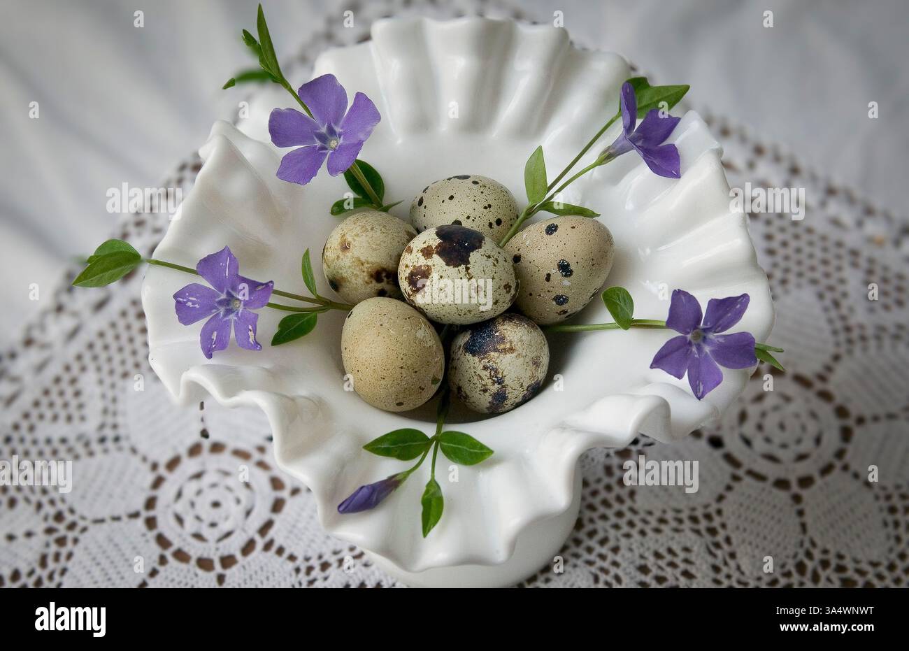 Sept œufs de caille sur un plateau Banque D'Images