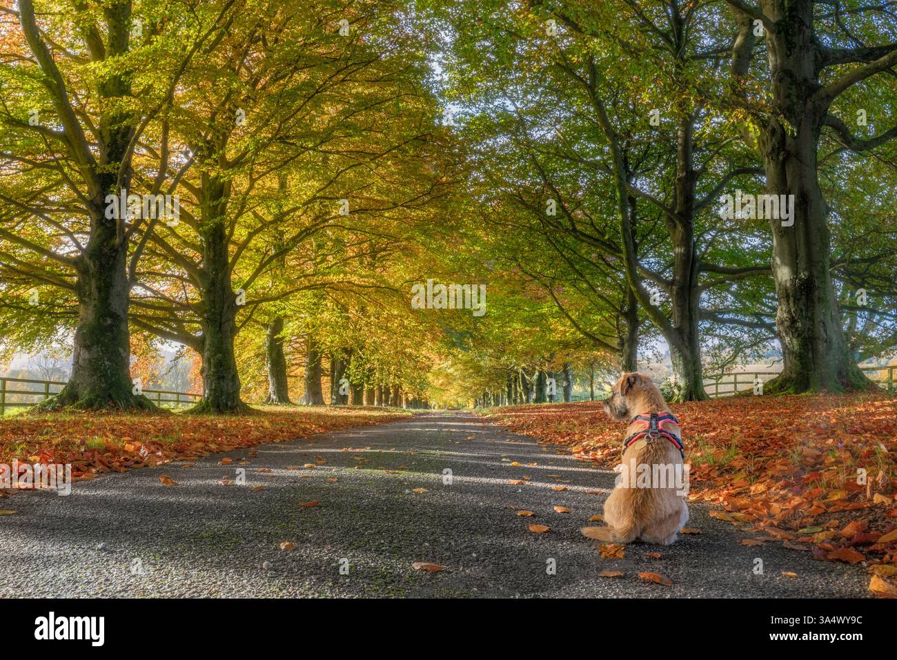 Une route à voie unique avec un Border Terrier assis dessus, passe entre des hêtres de couleur dorée par une journée ensoleillée en automne sur les South Downs Banque D'Images