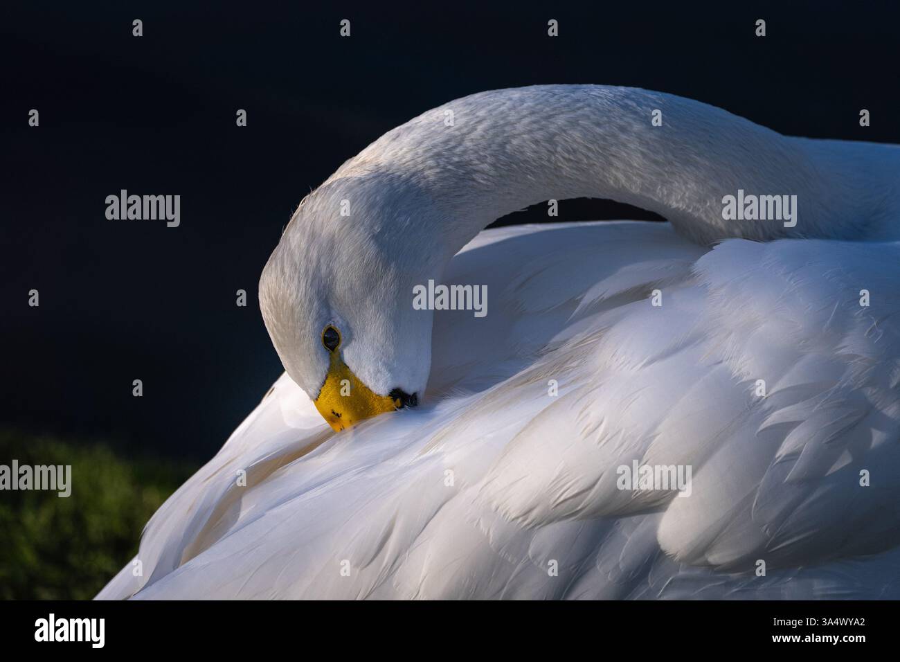 Un cygne de Bewick migrateur se préparant lui-même. Banque D'Images