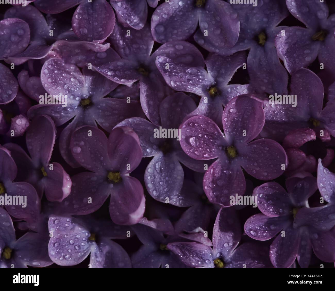 Fleurs de lilas violettes avec des gouttelettes d'eau Banque D'Images