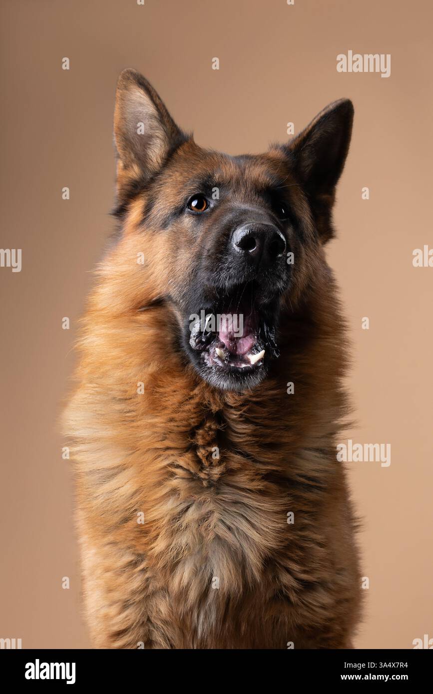 Portrait époustouflant d'un berger allemand au pelage éclatant, sur fond beige doux, mettant en valeur les caractéristiques et l'élégance du chien. Banque D'Images
