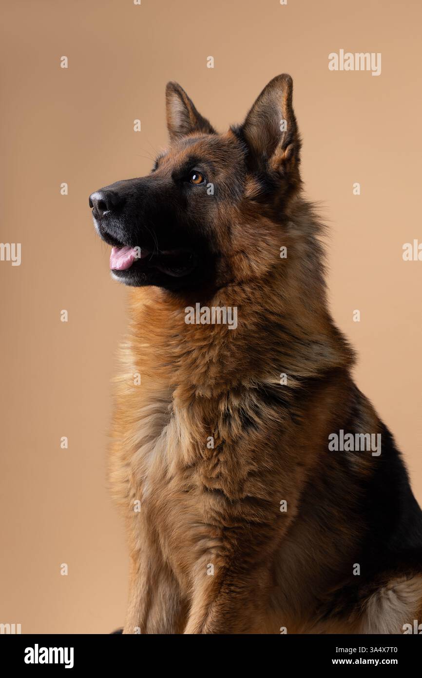 Portrait époustouflant d'un berger allemand au pelage éclatant, sur fond beige doux, mettant en valeur les caractéristiques et l'élégance du chien. Banque D'Images