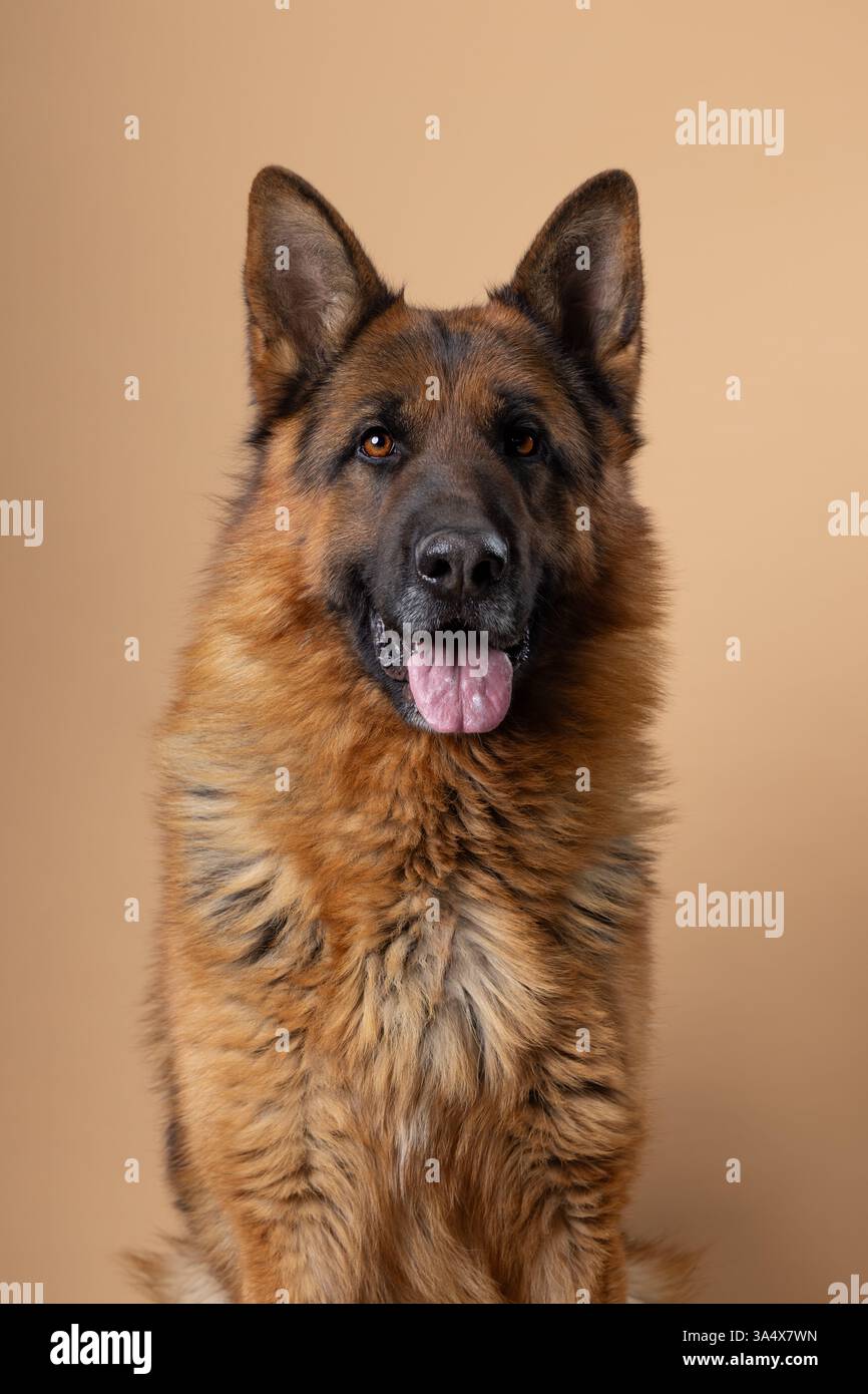 Portrait époustouflant d'un berger allemand au pelage éclatant, sur fond beige doux, mettant en valeur les caractéristiques et l'élégance du chien. Banque D'Images