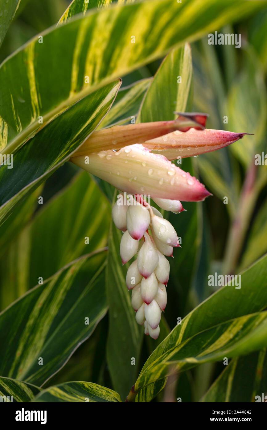 Gros plan de fleurs de gingembre coquille (Alpinia zerumbet 'variegata') dans un parc de Madère Banque D'Images