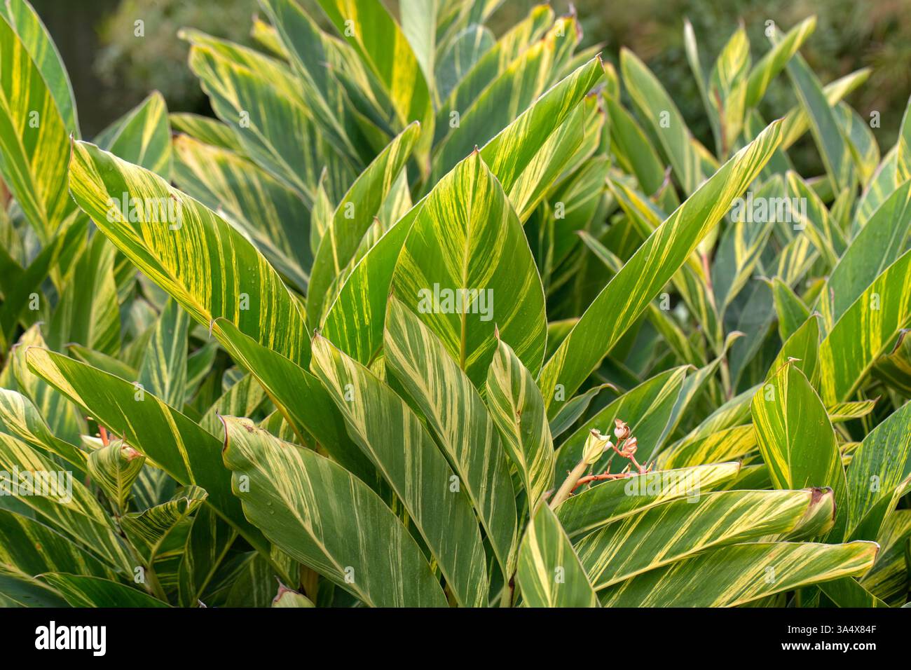 Gros plan des feuilles de gingembre coquillé (Alpinia zerumbet 'variegata') dans un parc de Madère Banque D'Images