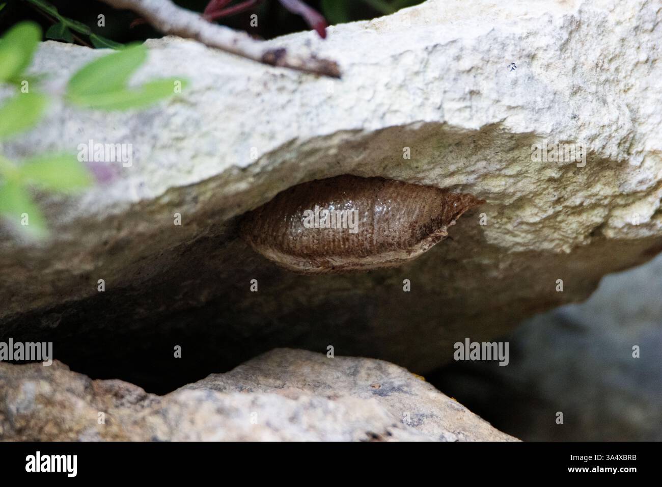 Gros plan de la masse d'oeufs (ootheca) d'une Mantis africaine géante (Sphodromantis viridis) Banque D'Images