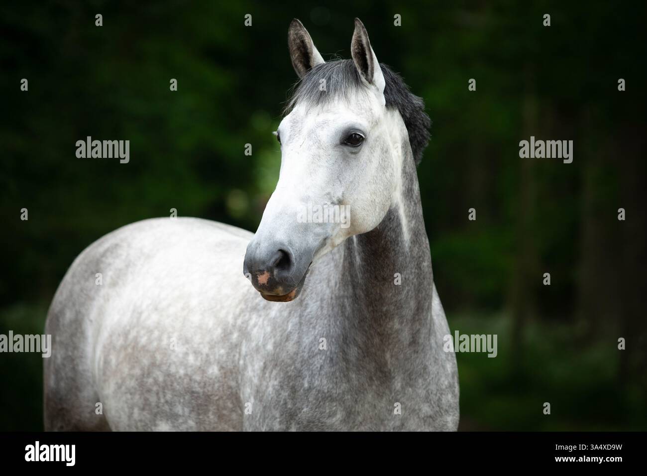Warmblood Banque D'Images