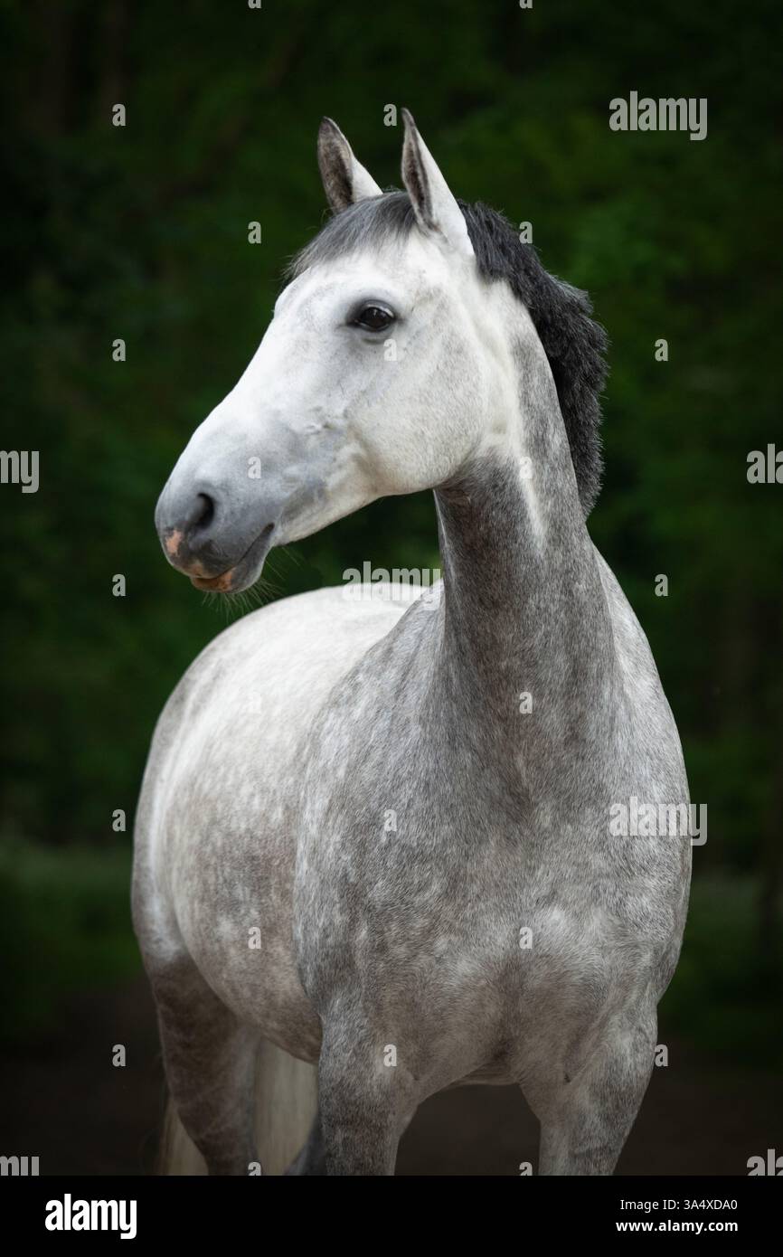 Warmblood Banque D'Images
