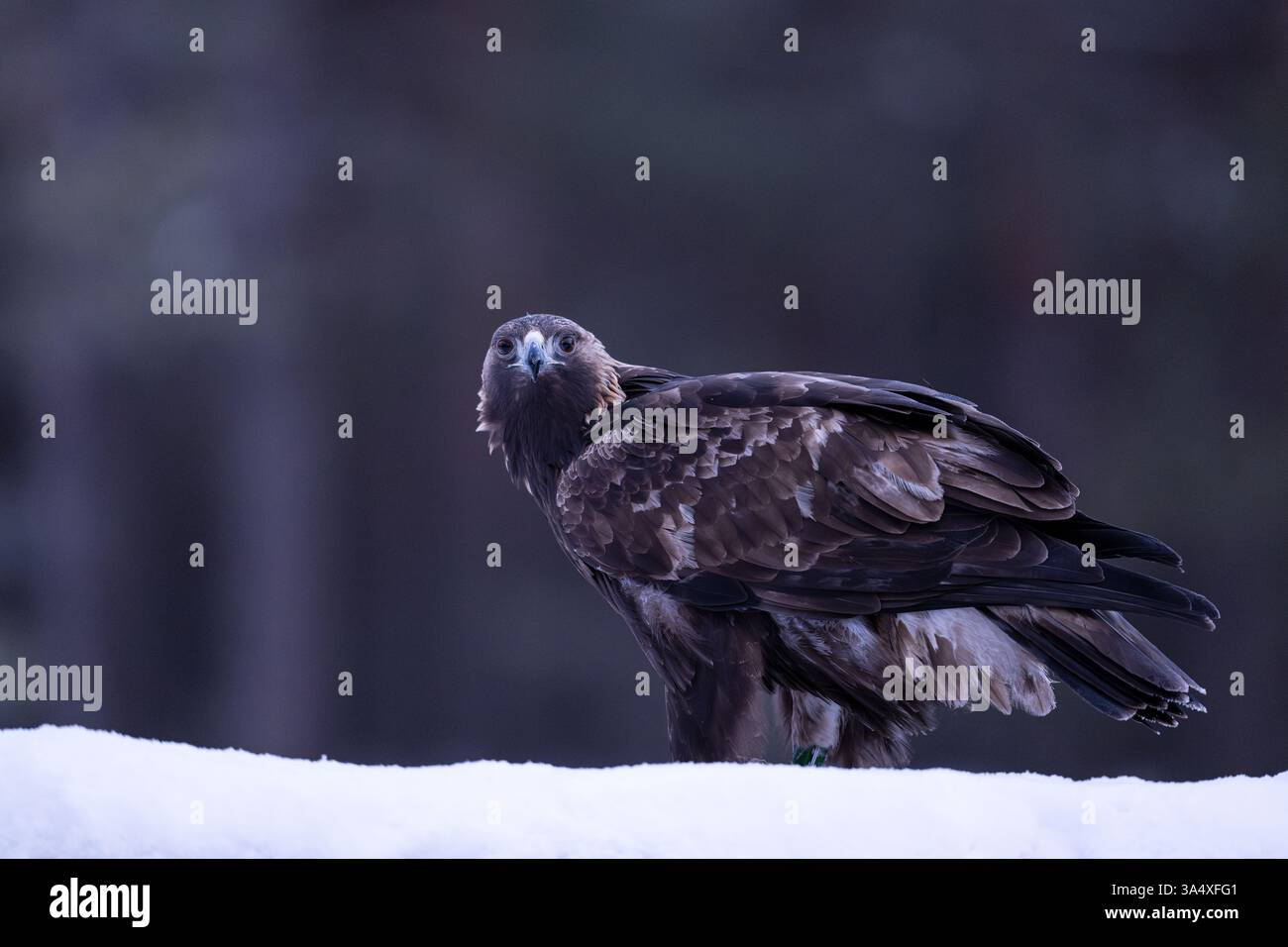 Aigle doré sur la neige tôt le matin, hiver froid, fond de forêt Banque D'Images