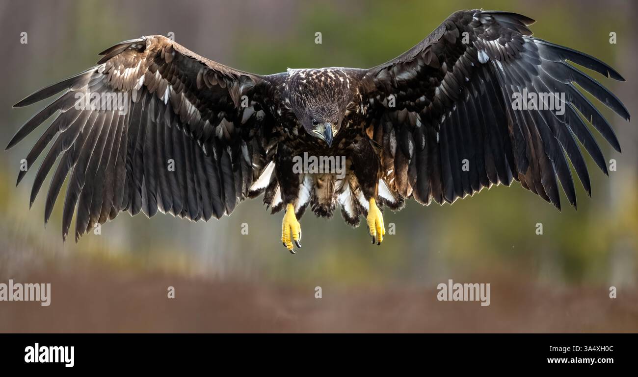 Ailes d'atterrissage d'aigle grand ouvert dans la tourbière avec fond de forêt Banque D'Images Ailes d'atterrissage d'aigle grand ouvert dans la tourbière avec fond de forêt Banque D'Images