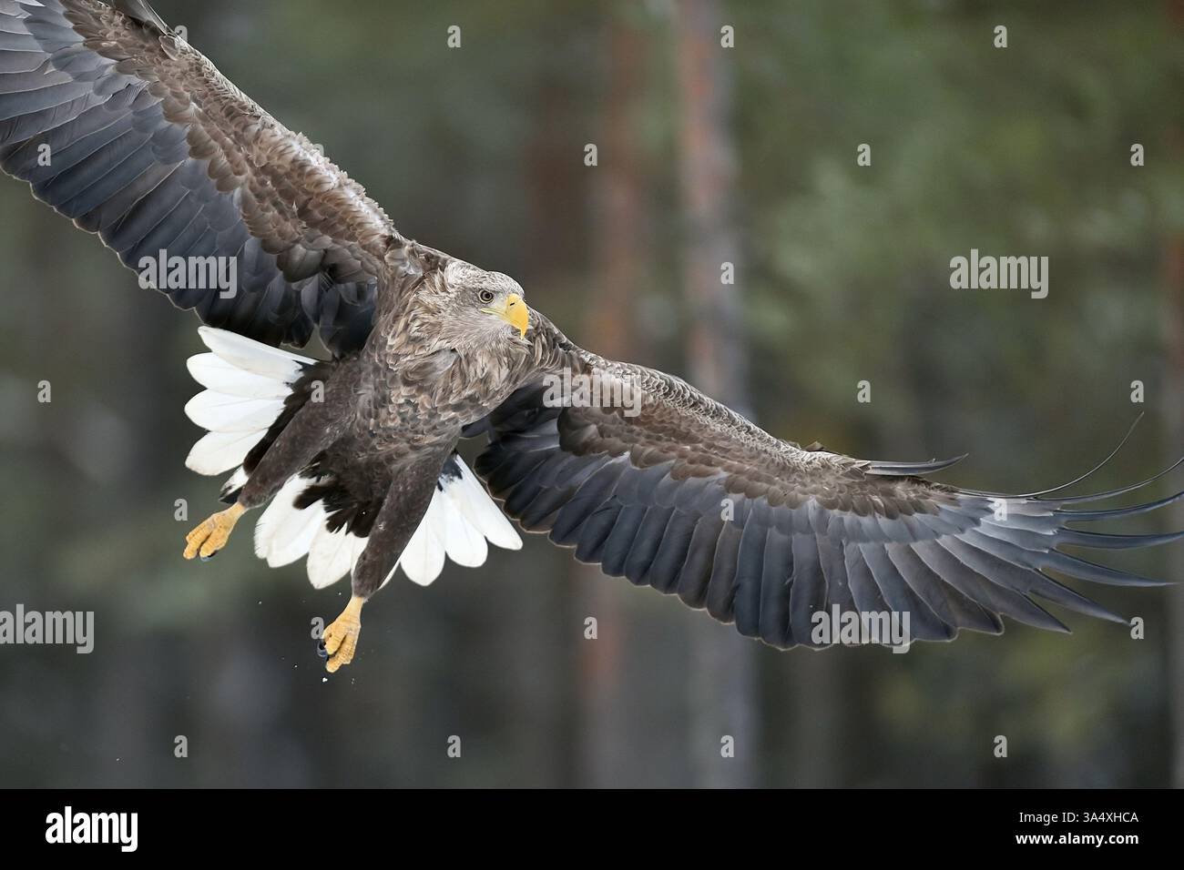 Eagle à queue blanche en vol de gros plan.Ailes d'aigle larges ouvertes.Ailes d'aigle. Banque D'Images