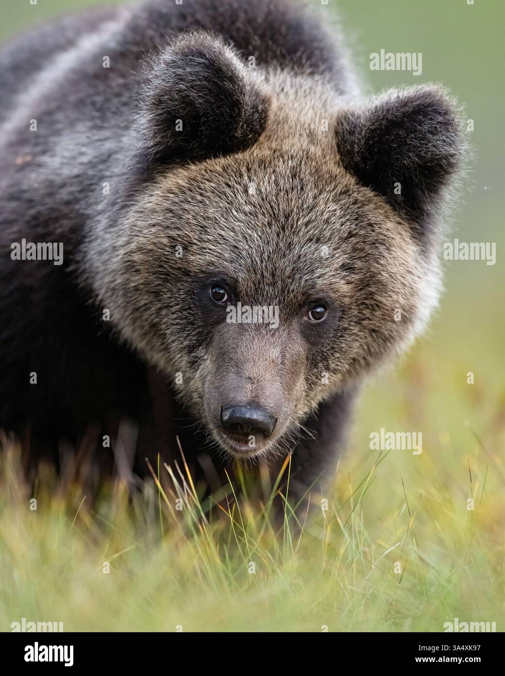 Portrait gros plan ours brun Banque D'Images