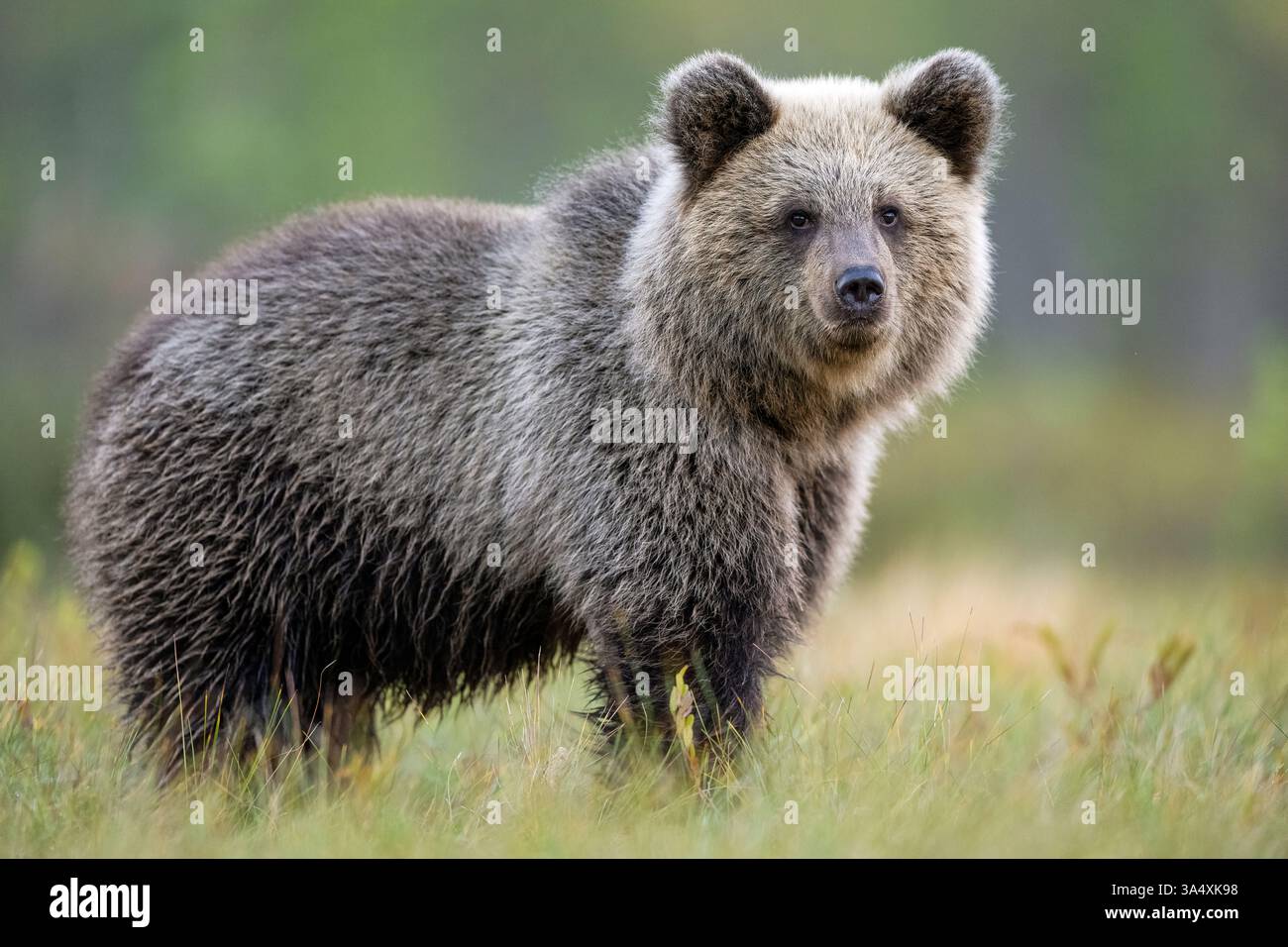 Ourson brun dans le paysage d'automne Banque D'Images
