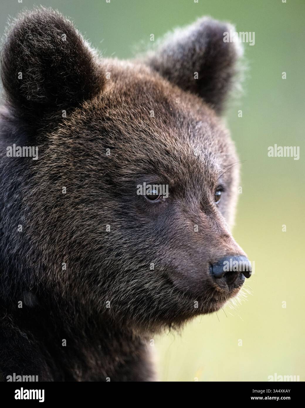 Portrait gros plan ours brun Banque D'Images