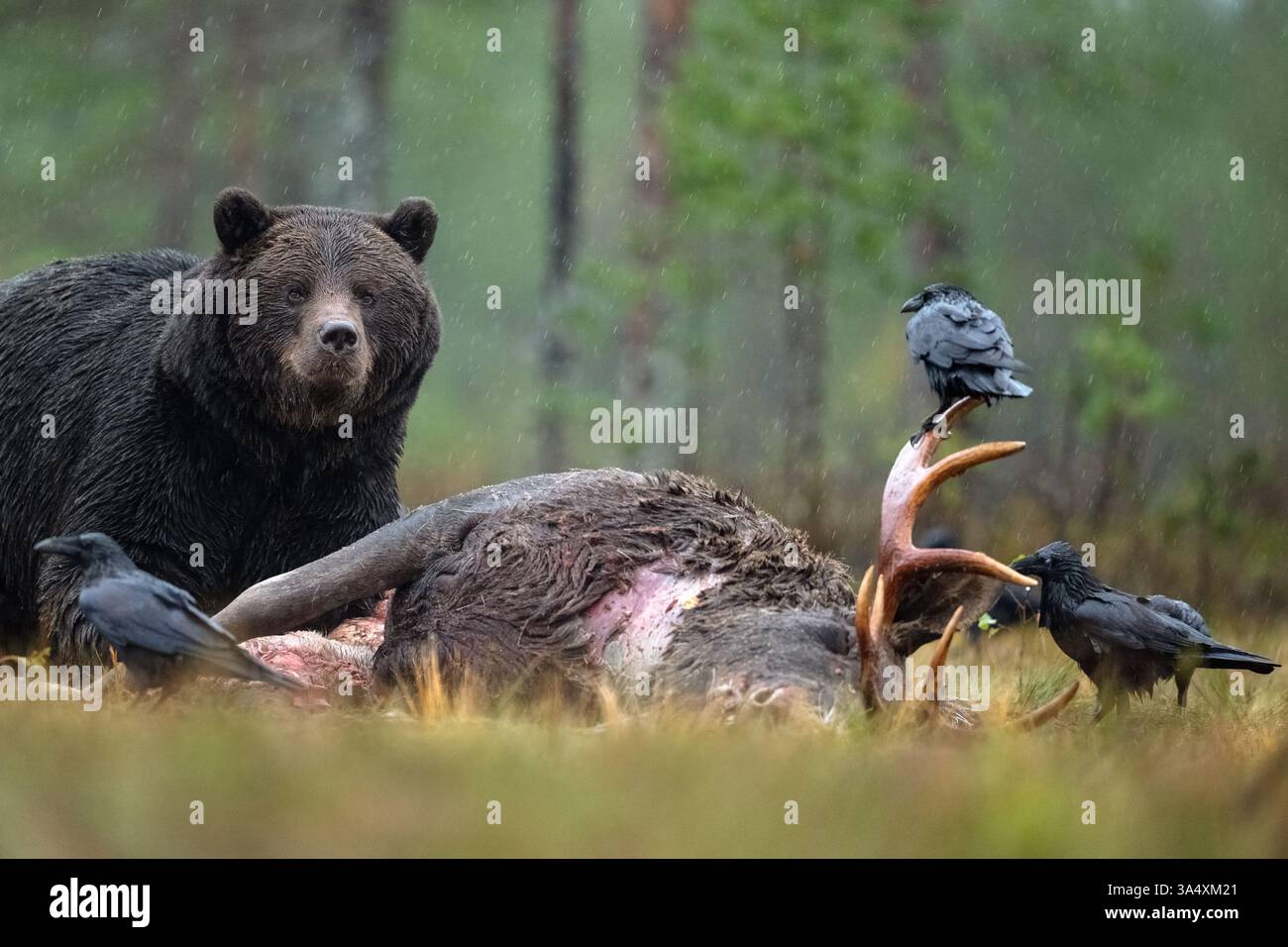 Ours brun à côté de la carcasse avec des corbeaux, temps pluvieux Banque D'Images