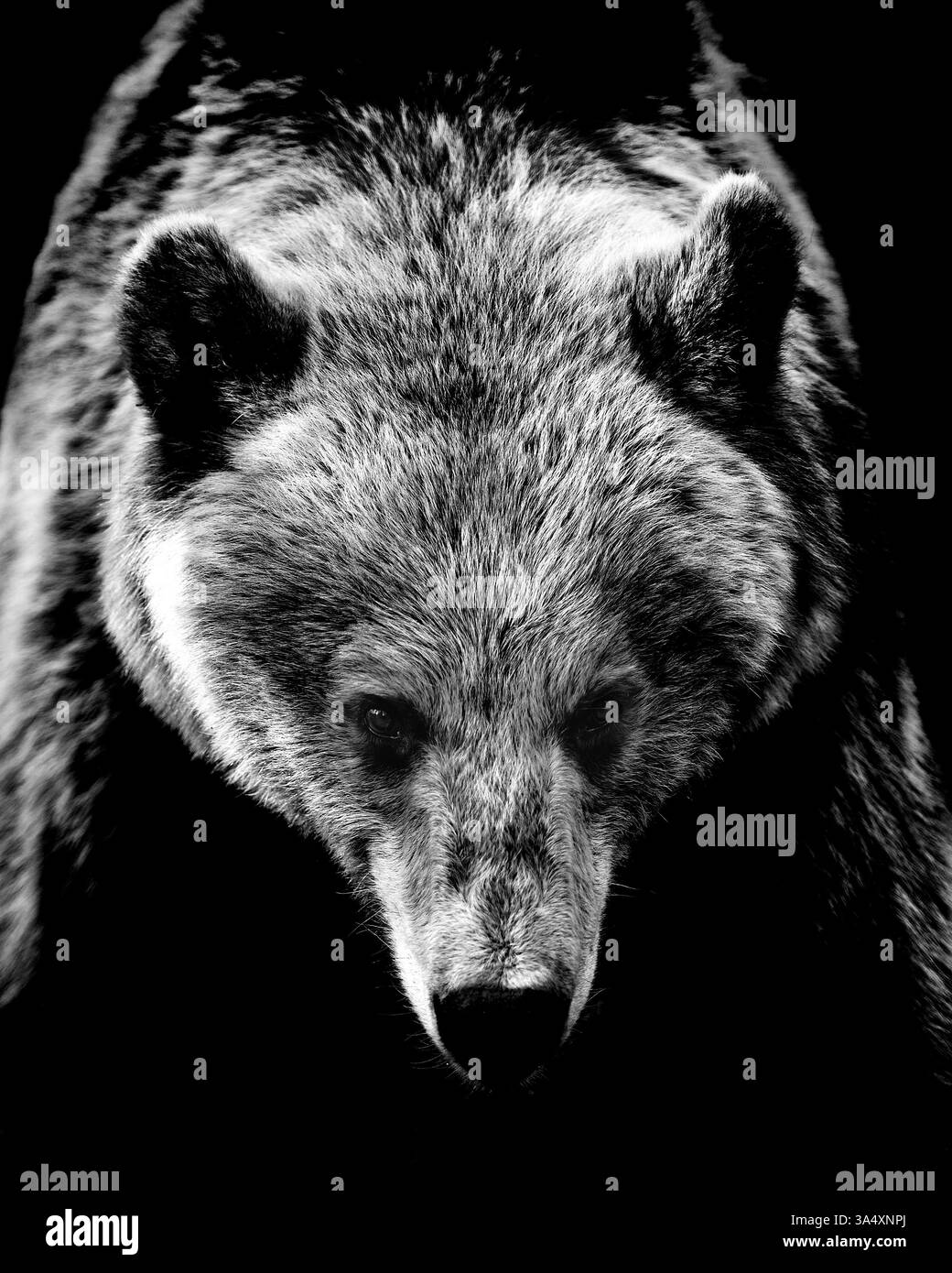 Contour de la face de l'ours isolé sur fond noir Banque D'Images