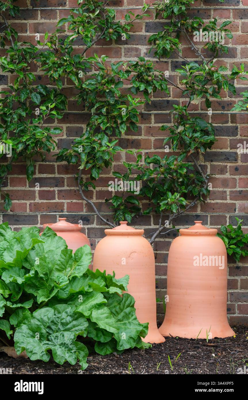 Rhubarbe Fulton's Strawberry surprise, Rheum x hybridum, nouvelle croissance et forçateurs de rhubarbe à la fin du printemps Banque D'Images