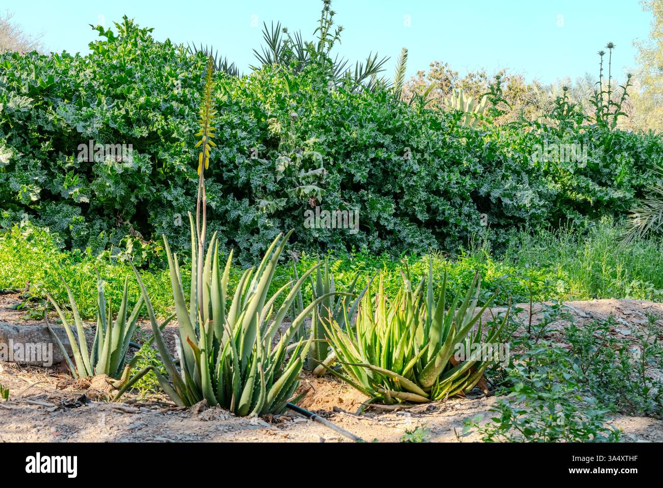 Arrière-cour avec aménagement paysager fantastique, patio, plantes résistantes à la sécheresse. Photo de haute qualité Banque D'Images