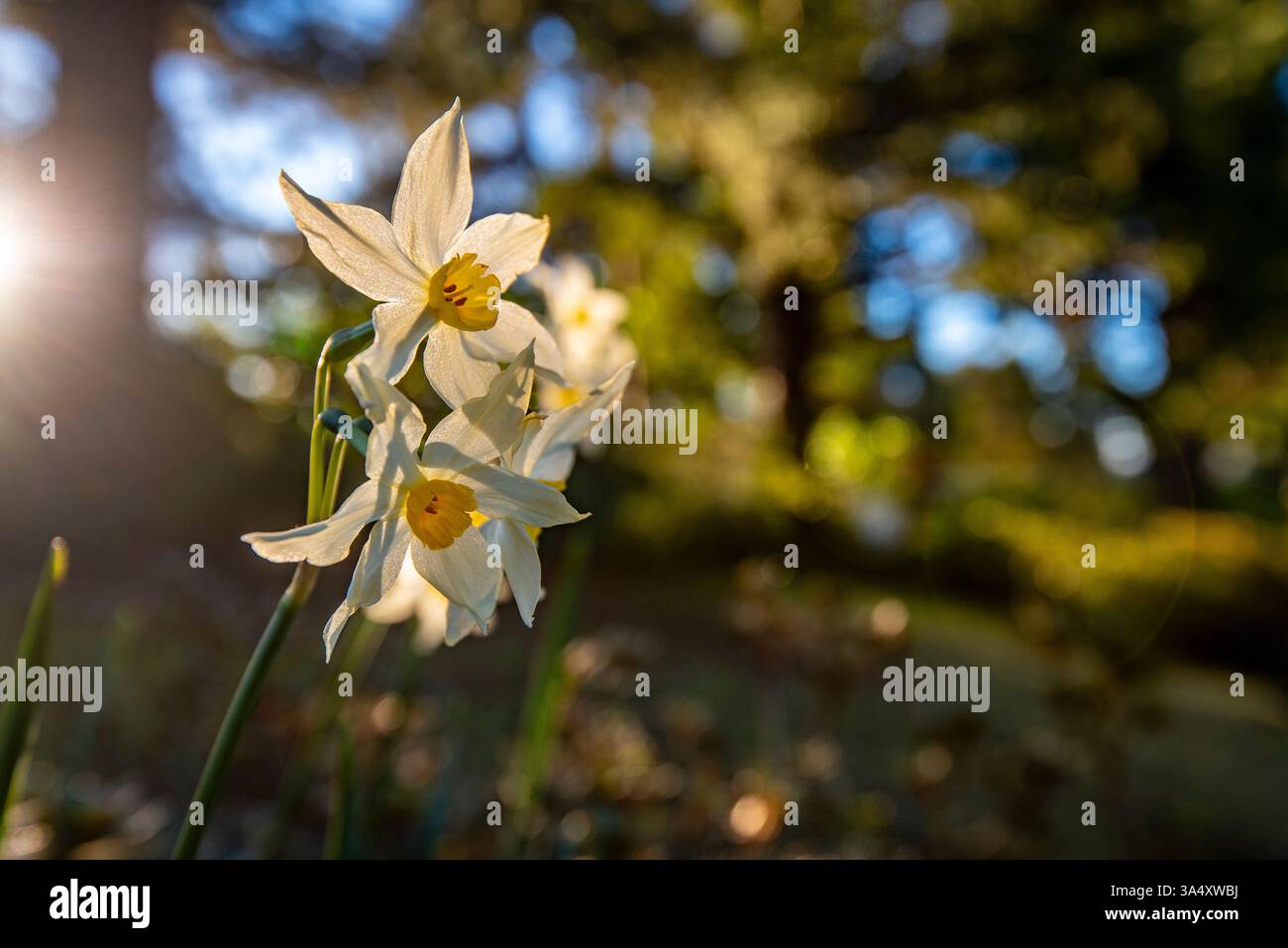 Jonquils (Narcissus tazetta papyracée) dans l'après-midi soleil dans un jardin australien Banque D'Images
