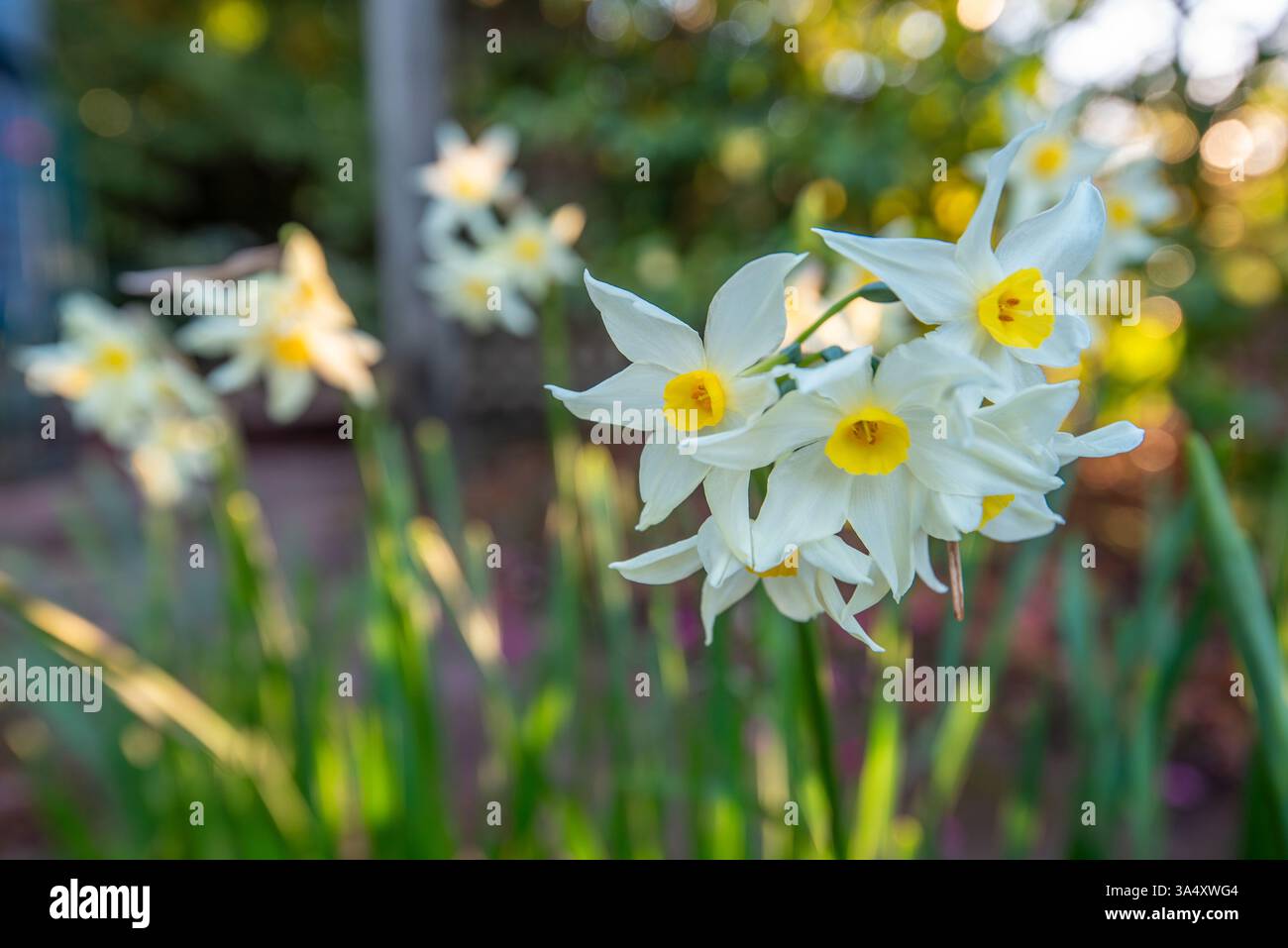 Jonquils (Narcissus tazetta papyracée) dans l'après-midi soleil dans un jardin australien Banque D'Images