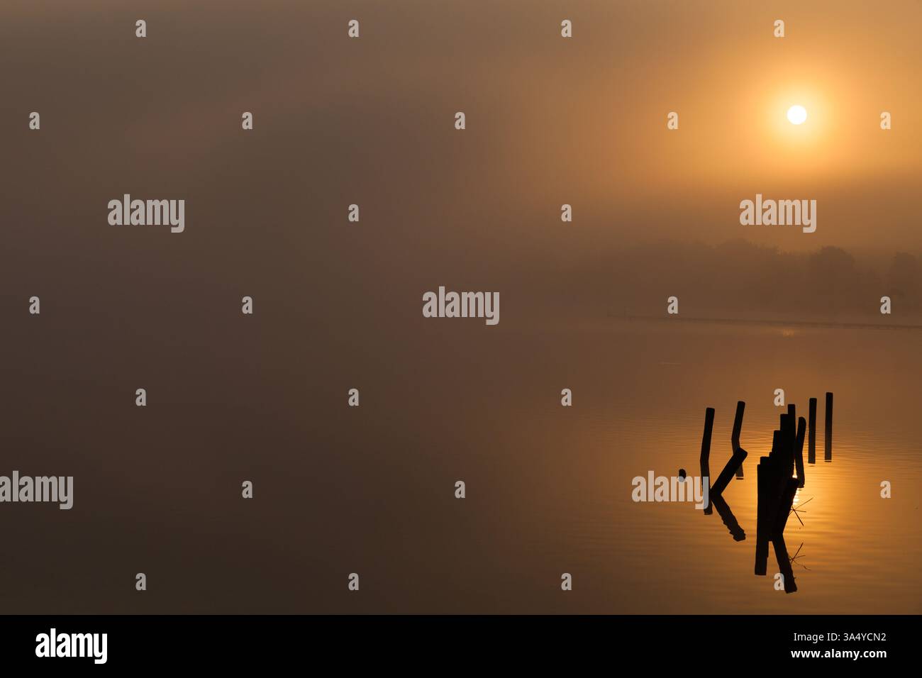 Un lever de soleil doré sur le lac avec du brouillard et un arbre dans l'eau en automne Banque D'Images