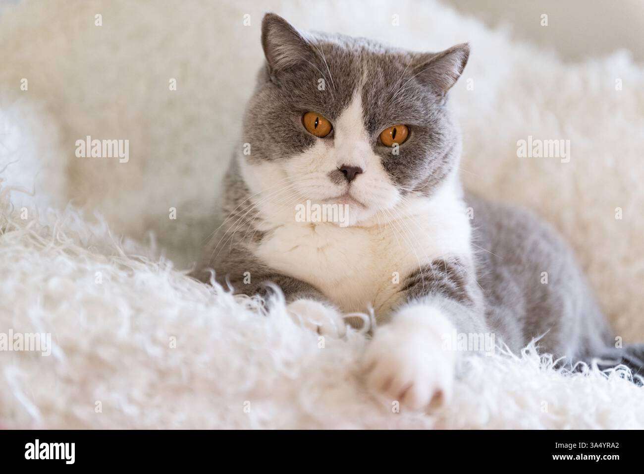 British Shorthair Banque D'Images
